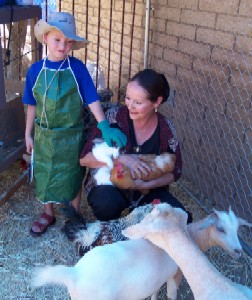 Goats Rabbit